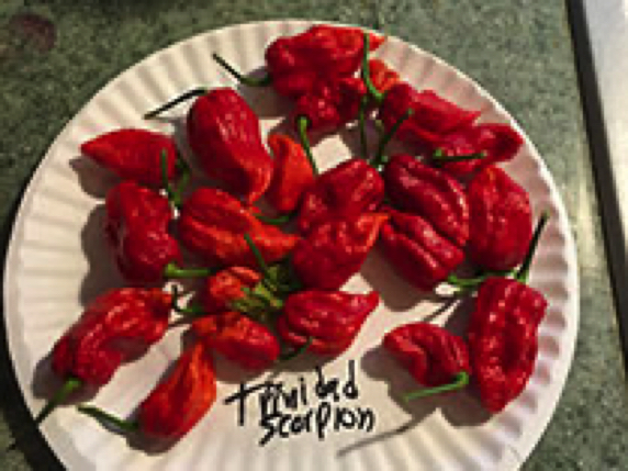 Trinidad Scorpion